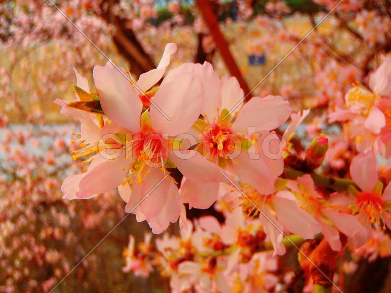 Цвет фисташки