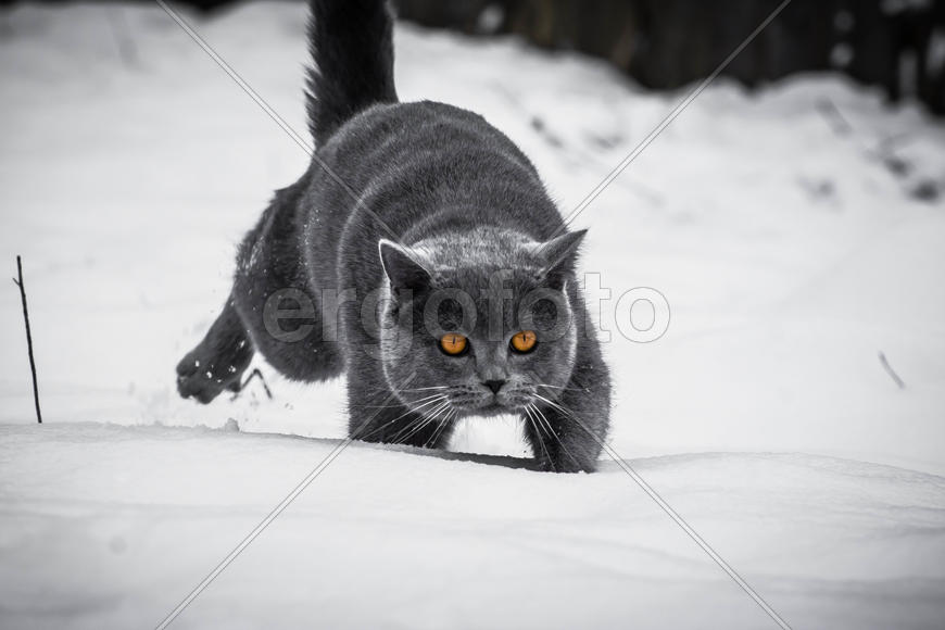 Кот-охотник