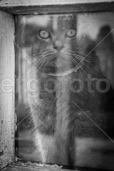 Кот за окном