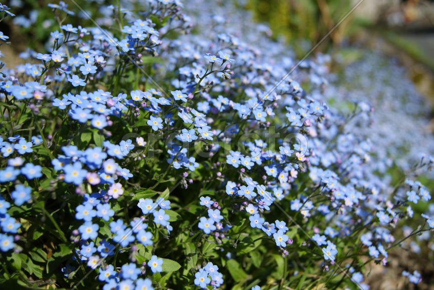 Цветочная поляна