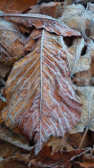 Иней на желтом листе 