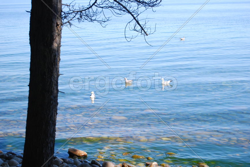 Мелководье Байкала