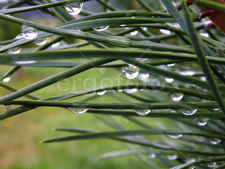 Капли на хвое