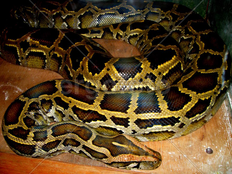 Тигровый питон