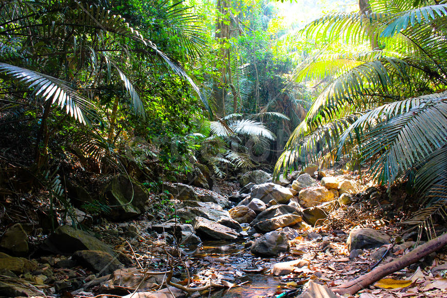 Индийские джунгли