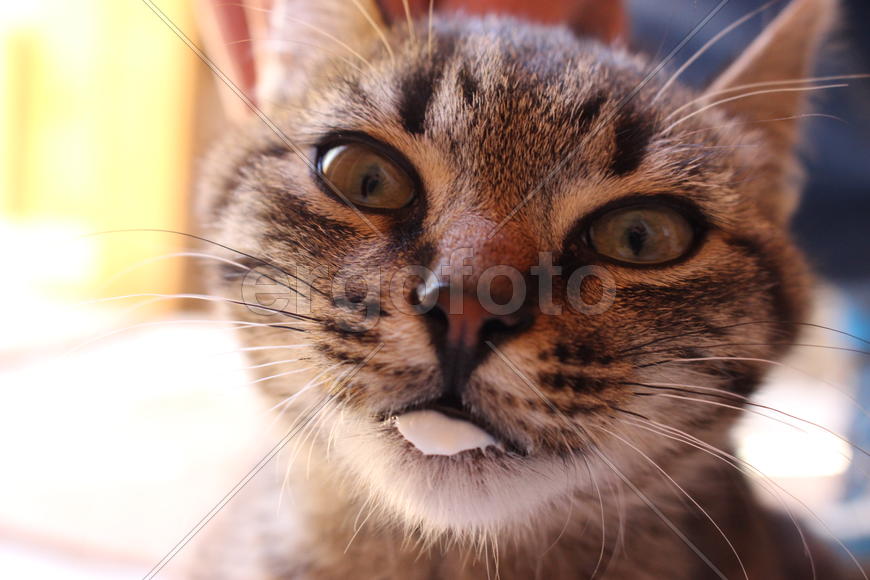 Котенок из леса