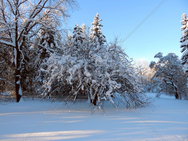 Зимний пейзаж природы леса холодным утром