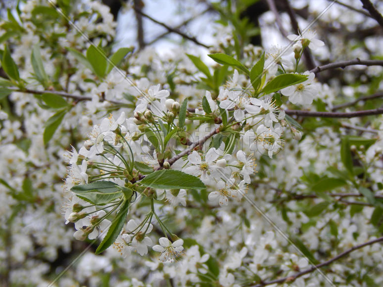 Цветущая яблоня