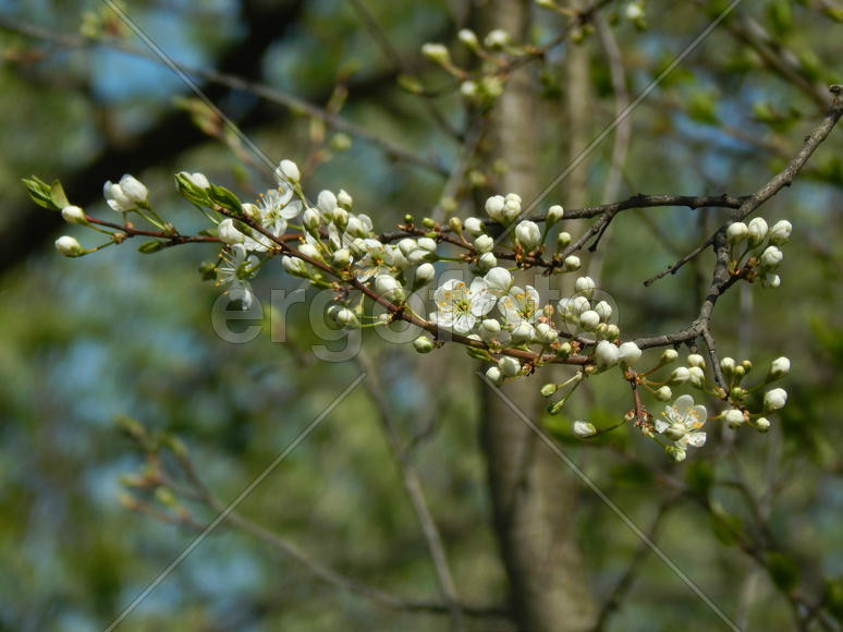 Цветущая яблоня