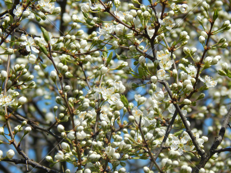 Цветущая яблоня