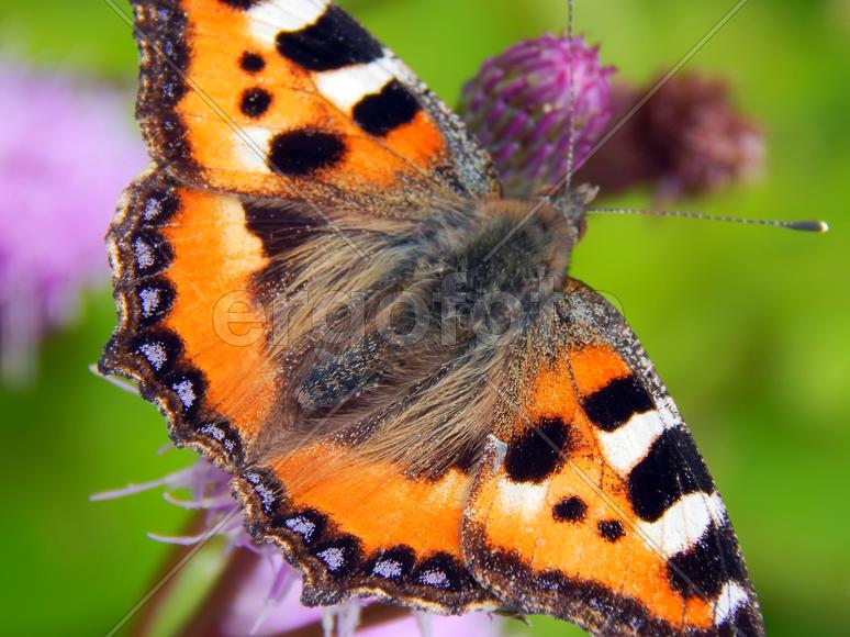 Бабочка махаон на луговых цветах
