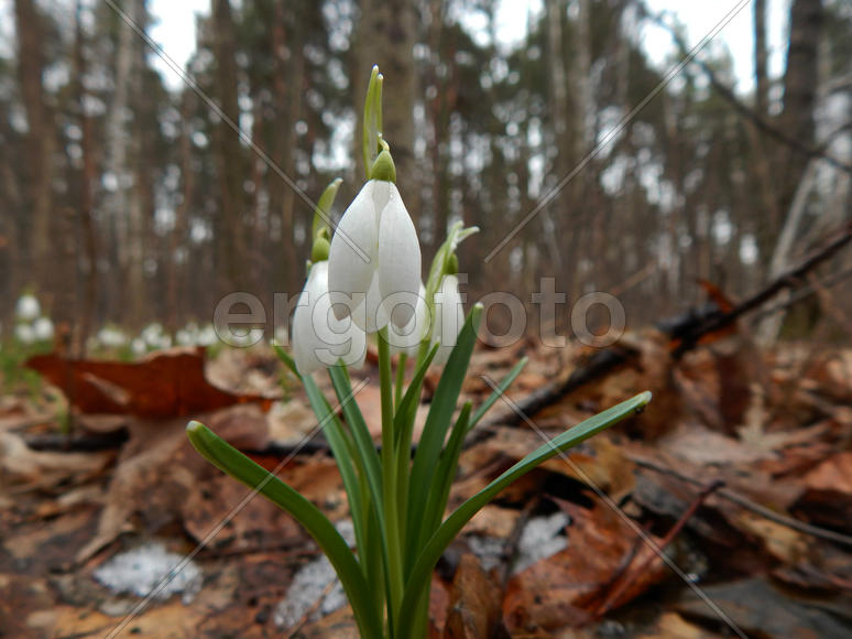 Лесные весенние подснежники