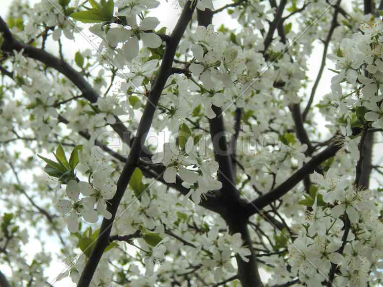 Цветущие ветки яблони