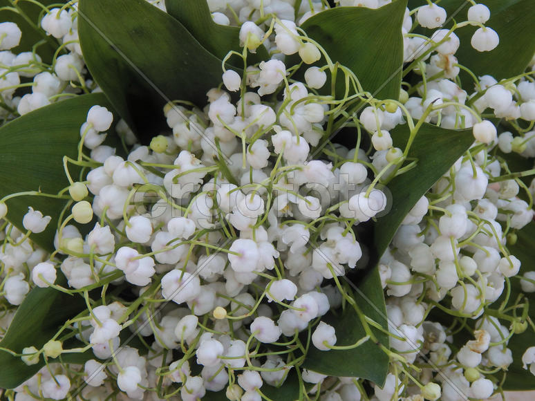 Цветы ландышей крупным планом