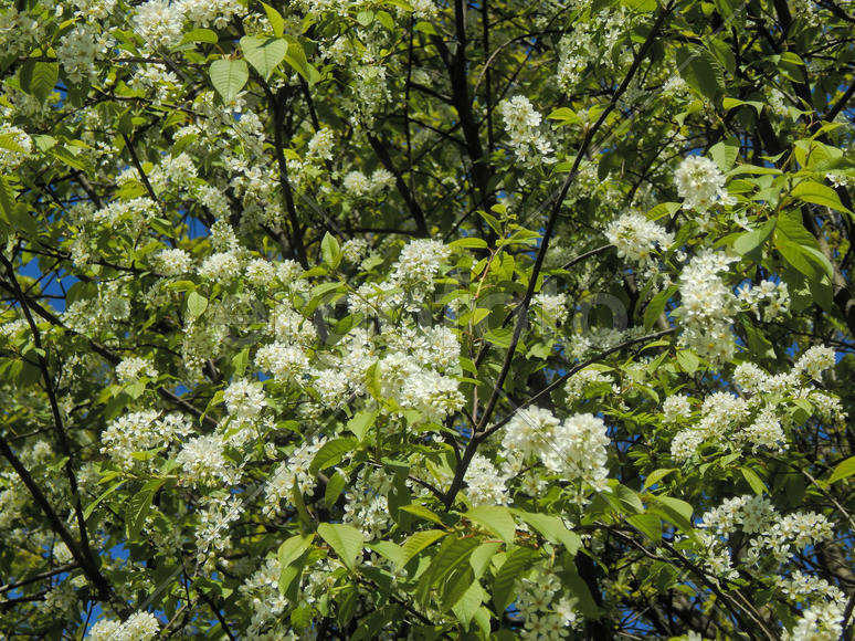 Весенние цветы черемухи