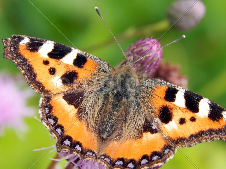 Бабочка махаон на луговых цветах