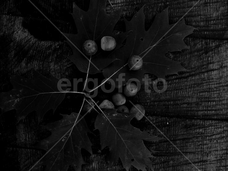 Желуди дуба в черно белом изображении