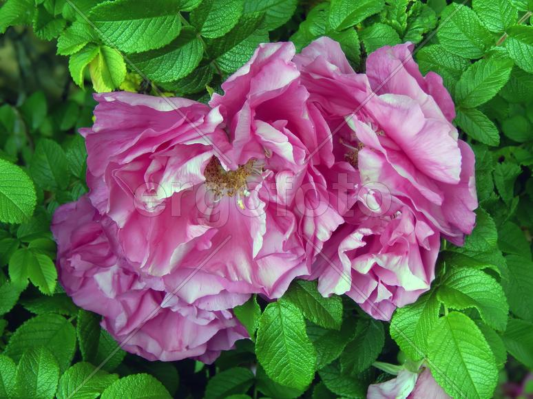 Красивые цветы дикой розы