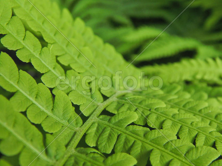 Зеленые листья папортника крупным планом