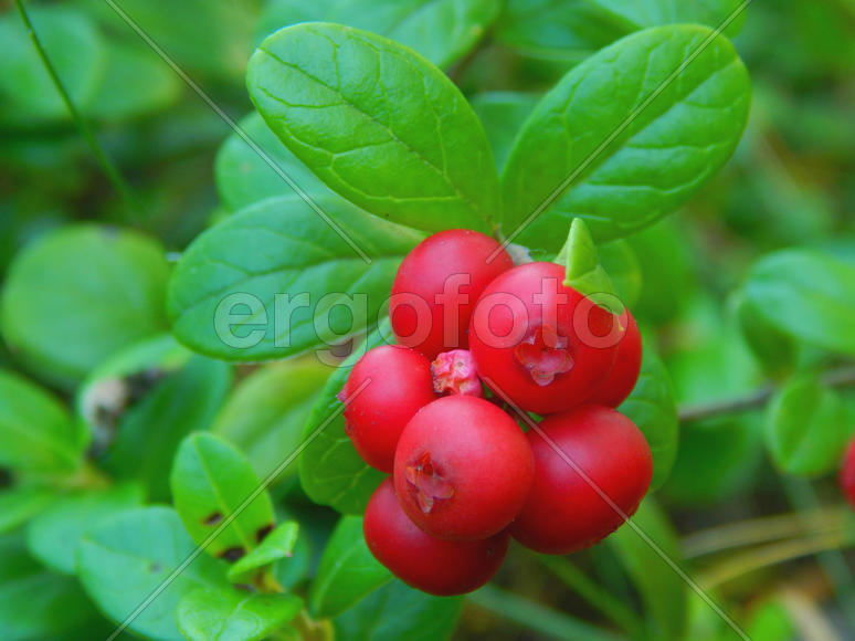 Спелая лесная брусника на кусте