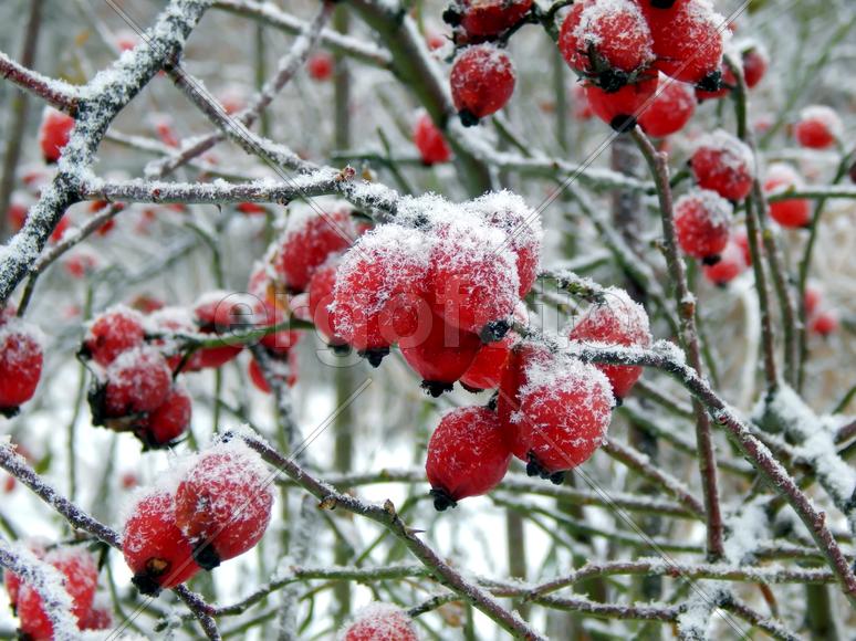 Красные ягоды дикого шиповника холодным утром крупным планом