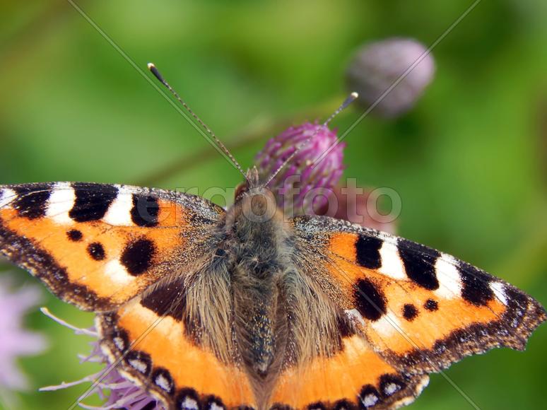 Бабочка махаон на луговых цветах