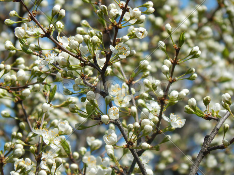 Цветущая яблоня
