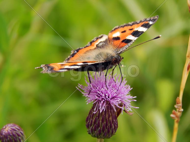 Бабочка махаон на луговых цветах