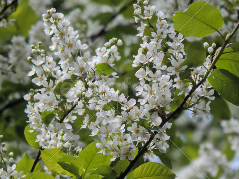 Цветущие ветки черемухи
