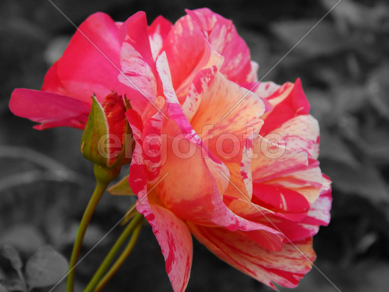 Розы шиповника на черно-белом фоне