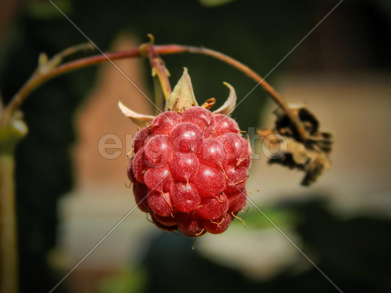 Ягода малины