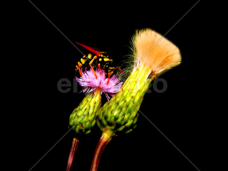 Дикая оса на цветах крупным планом