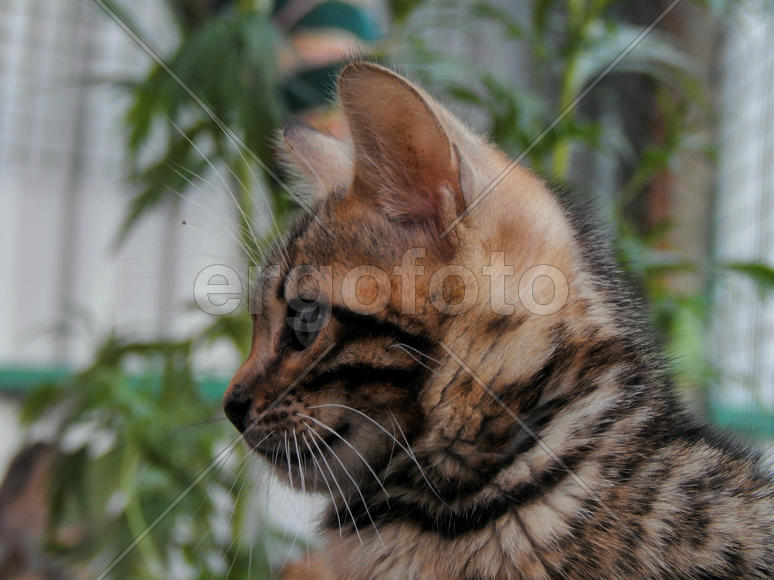 Бенгальский котенок 