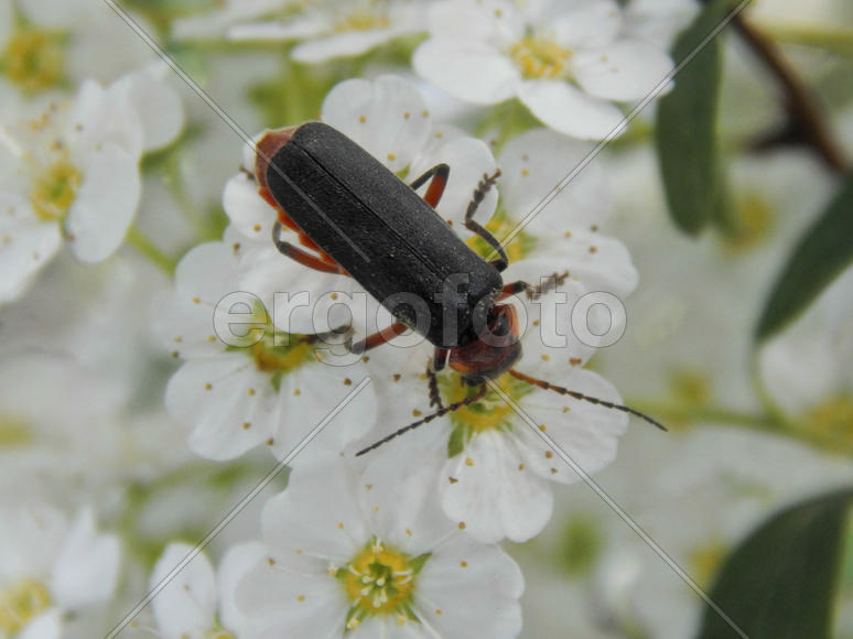 Жук на белых цветах крупным планом