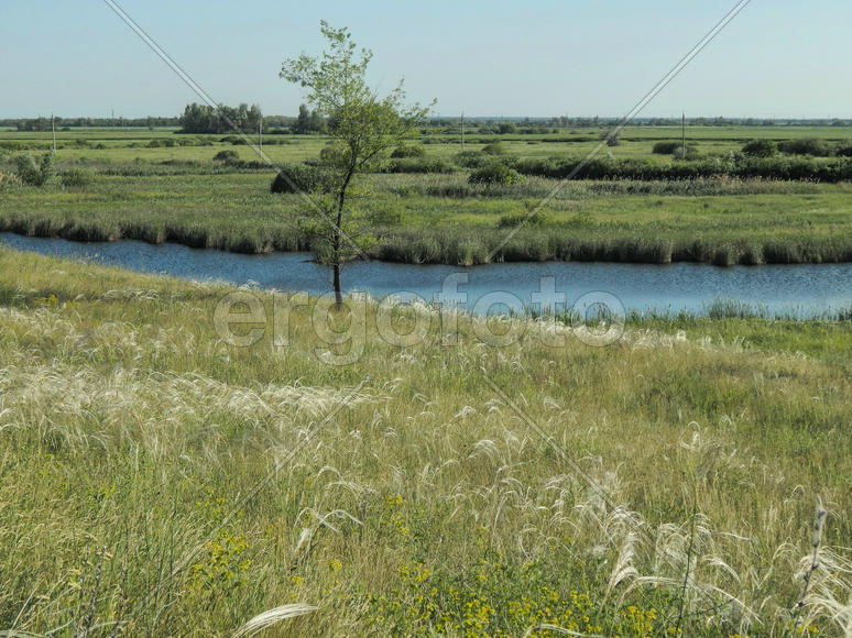 Цветущий ковыль на лугу 