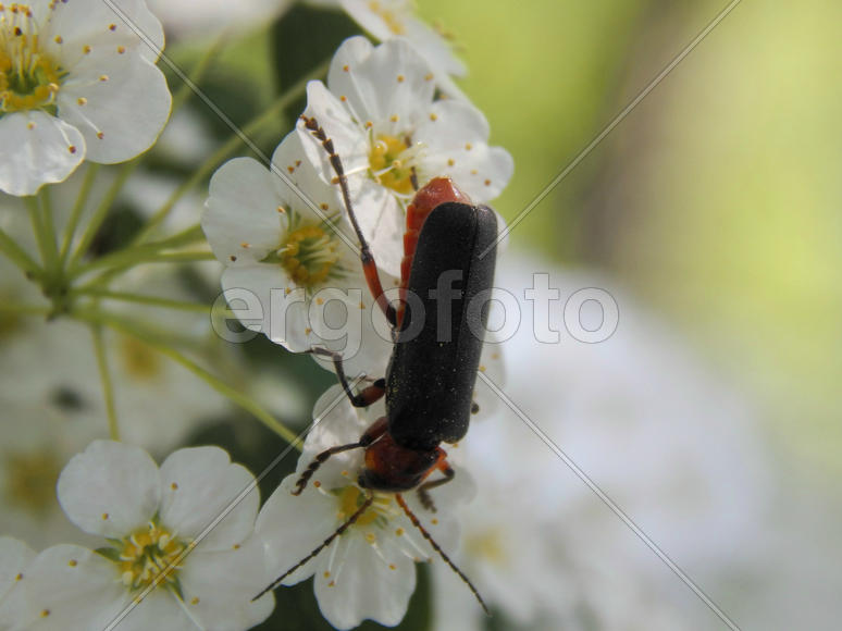 Жук на белых цветах крупным планом
