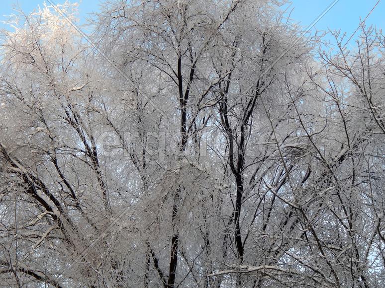 Снег на ветках деревьев в морозное утро