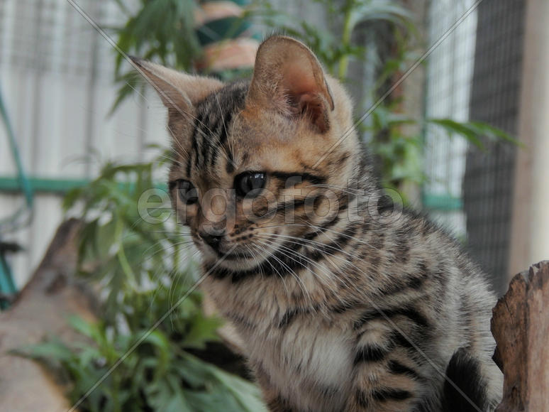 Бенгальский котенок 