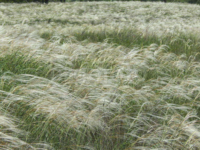 Цветущий ковыль на лугу 