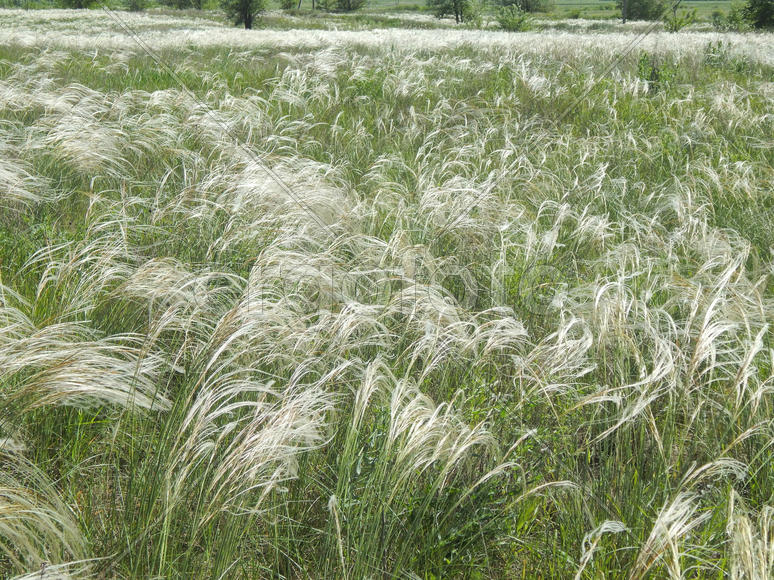 Цветущий ковыль на лугу 