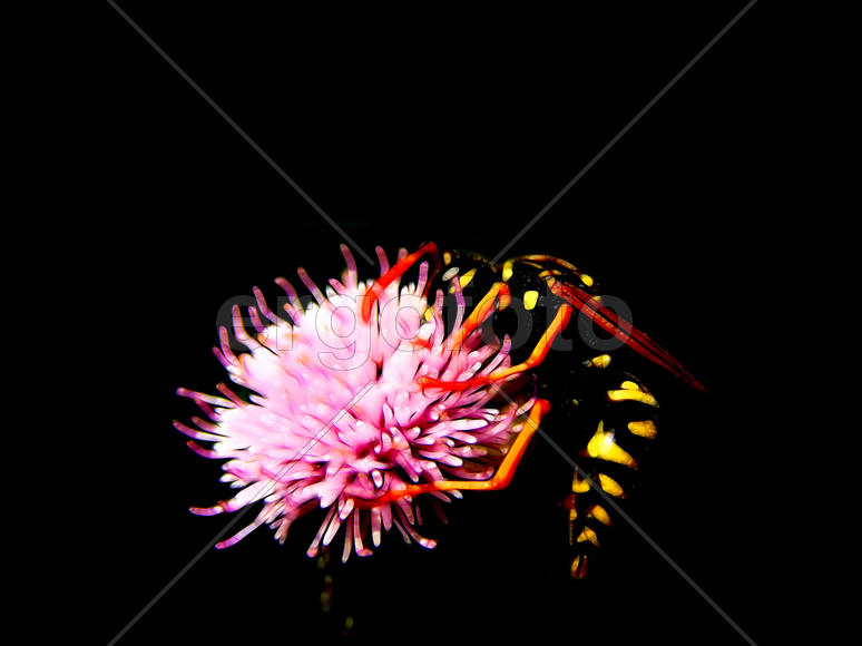 Дикая оса на цветах крупным планом