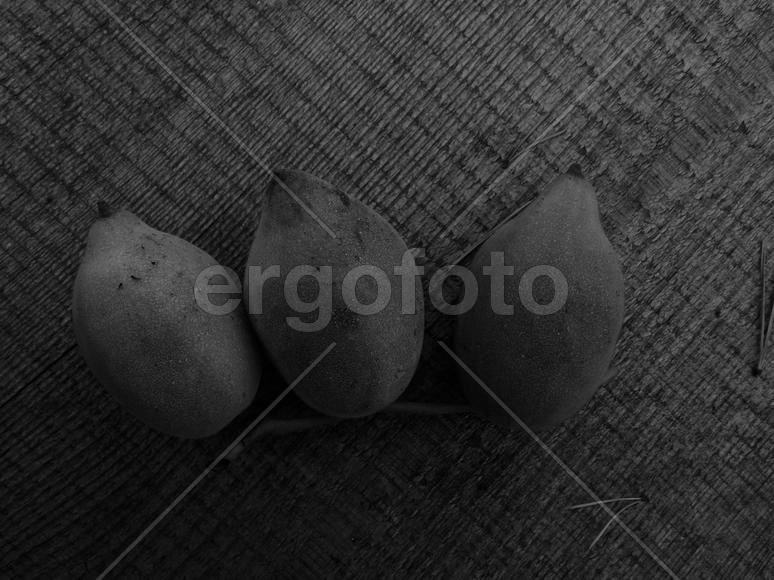 Маньчжурский орех в черно-белом изображении