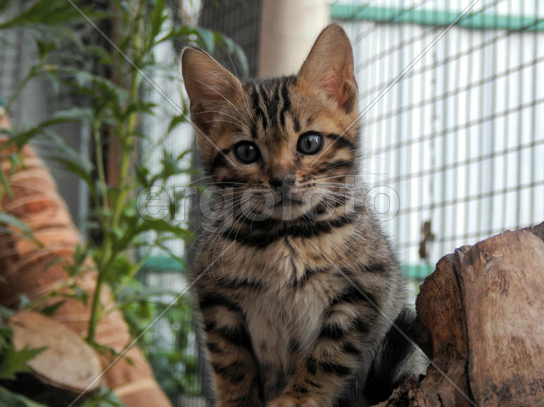 Бенгальский котенок 