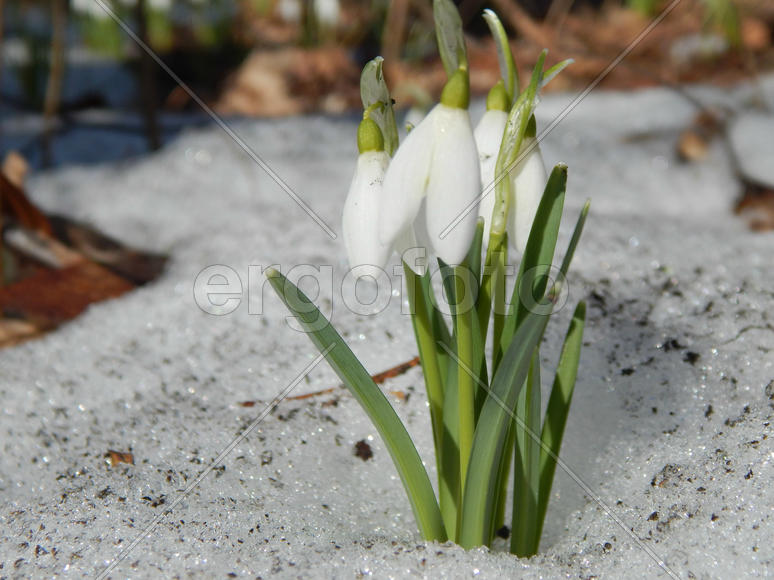 Подснежники