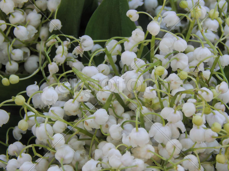 Цветы ландышей крупным планом