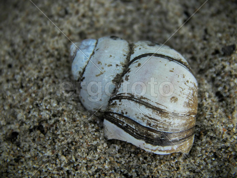 Раковина маллюска