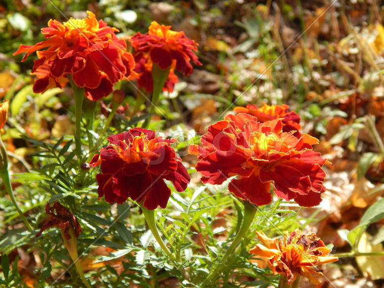 Гвоздика на солнце