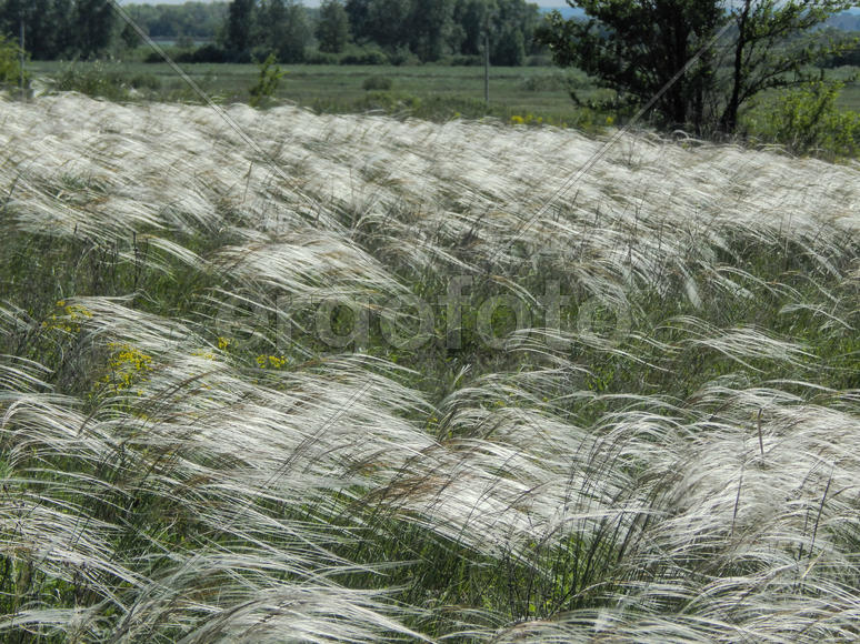 Цветущий ковыль на лугу 