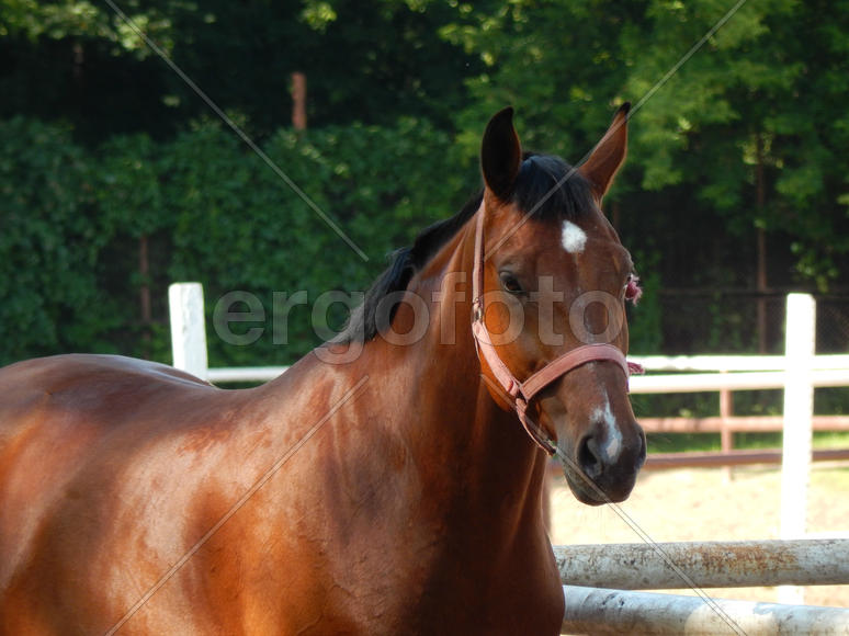 Лошадь крупным планом