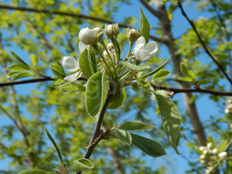 Цветущая яблоня